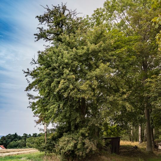 Hrušeň v Klokočné