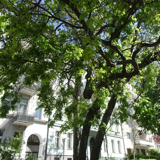 Südlicher Zürgelbaum Mehringdamm 107