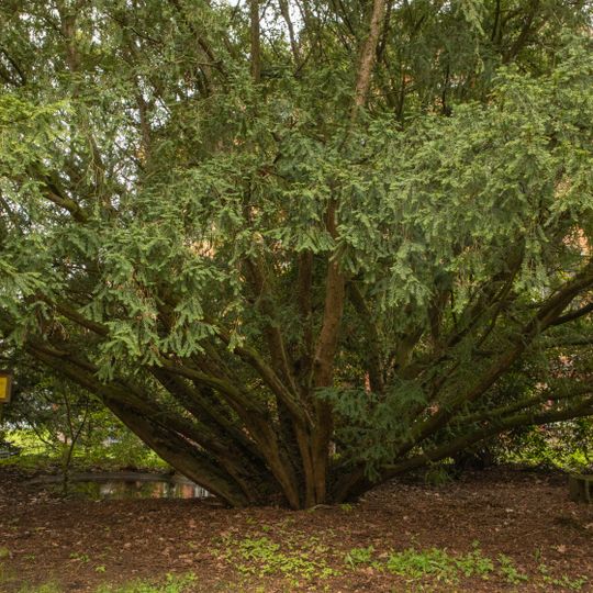 Two Taxus baccata in Freiberg