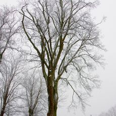 Jindřichovický klen