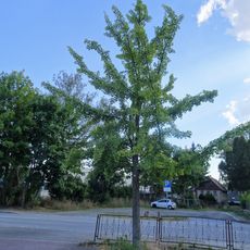 Ginkgo Zittauer Straße 1