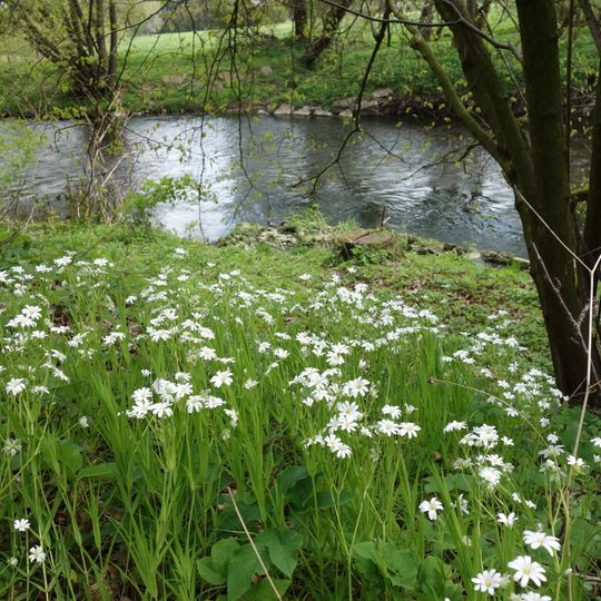 Chemnitzaue bei Draisdorf