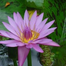 Hawaii Tropical Botanical Garden