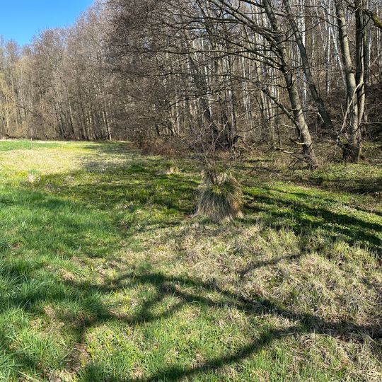 Feuchtwiese an der Sparte "Waldfrieden"