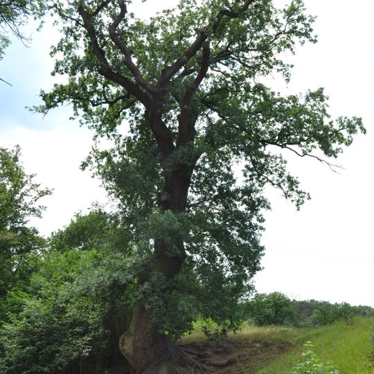 Dub u hradu Veveří