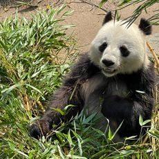 Giant Panda
