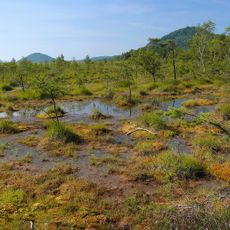NPP Swamp