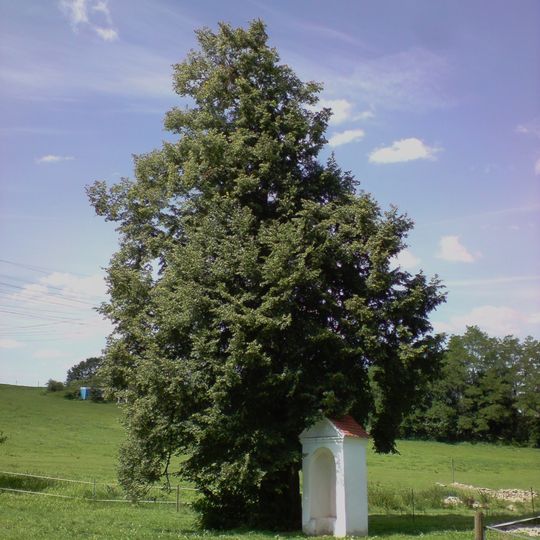 Lípa u kapličky na Sládkově kopci