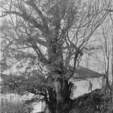 Žižka's oak