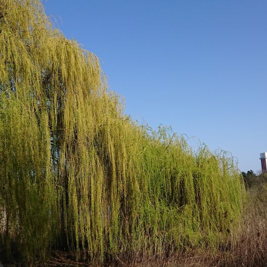 Panoramabad Pappelsee