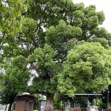 Momoyama hachiman-jinja