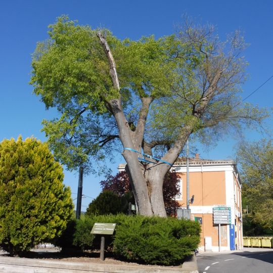 Lledoner de l'Estació