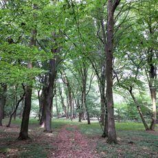 Rezerwat przyrody Wiązy w Nowym Lesie