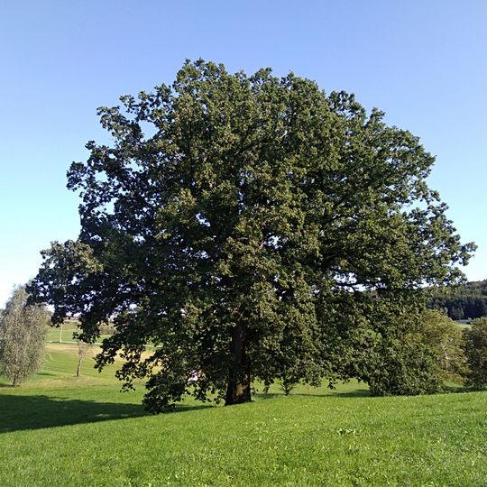 Stieleiche in Neudorf