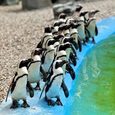 Call of the Wild Zoo