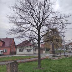 Památná lípa (Braňany)