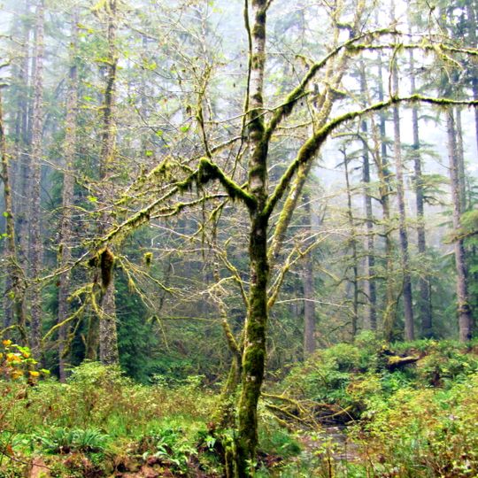 Elliott State Forest