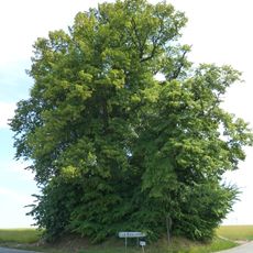 Tumulus aux Six Frères