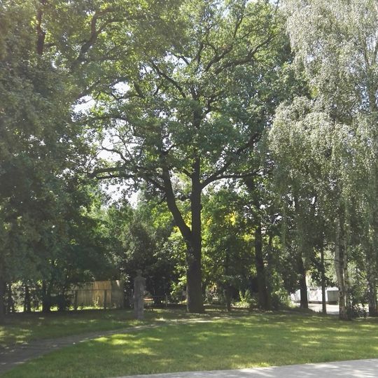 Stieleiche in Senftenberg nordwestlich außerhalb vom Garten Glück – Auf – Straße, westlicher Baum, bildet mit den Bäumen 0100-5 bis 0100-8 eine Reihe