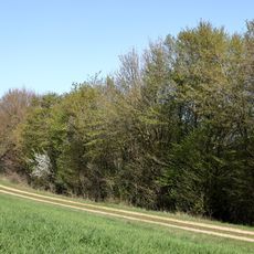 Wacholderheide-Steppenflora Riegelberg