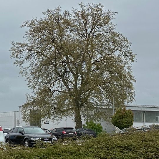 Platane Steinzeugwerk