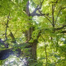 Lypova aleia near Komyshnia