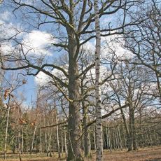 Duby u rybníka Žid