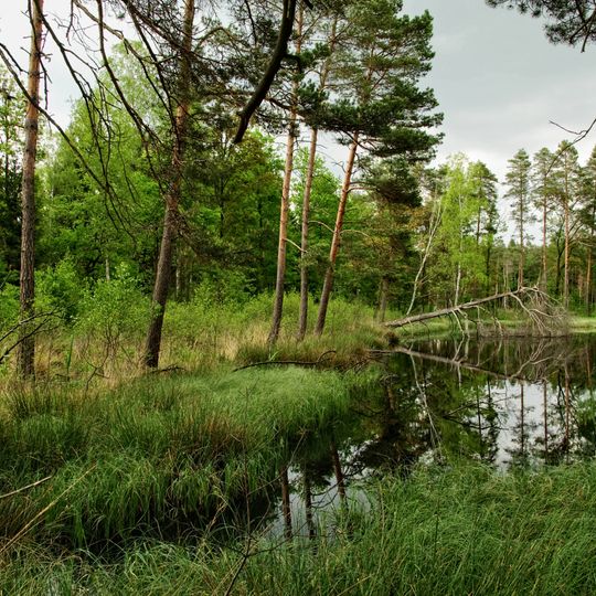 Nature reserve Torfowisko Borówki