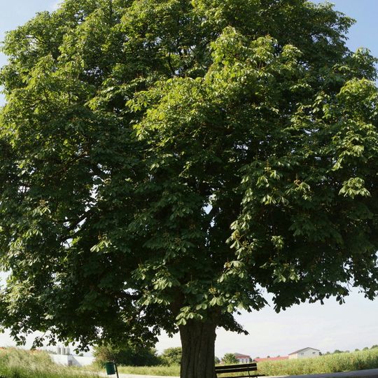 Kastanienbaum in Gunskirchen