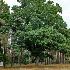 Dub u Obecního lesa