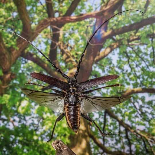 Reliktwald Lampertheim und Sandrasen untere Wildbahn