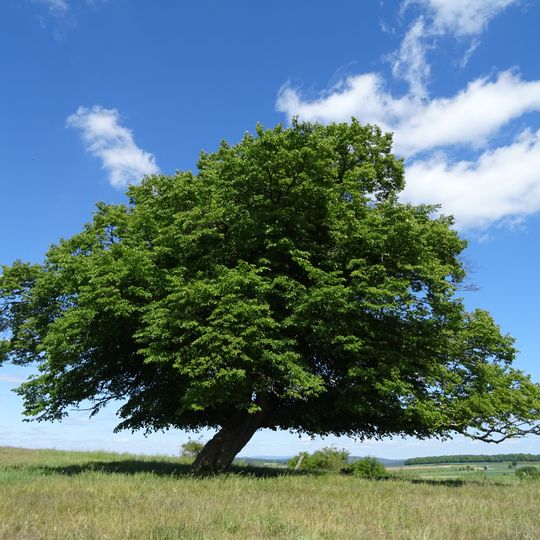 Linde von Mörshausen