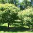 Morton Arboretum