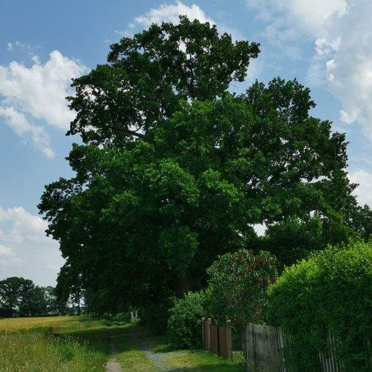 Naturdenkmal Stieleiche