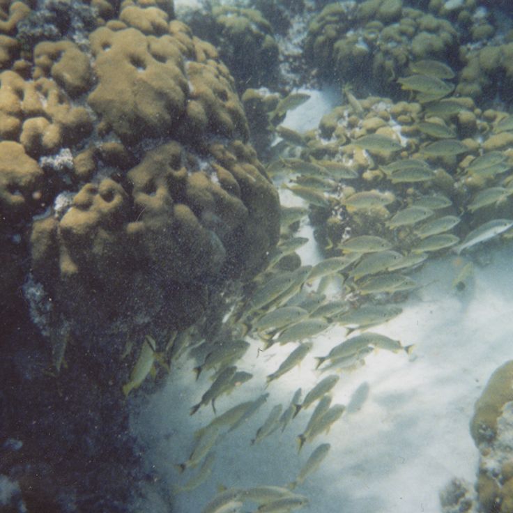 Hol Chan Marine Reserve