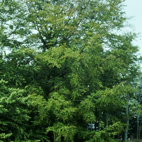 Buk lesní /Fagus sylvatica/