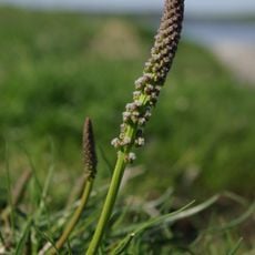 Pennsylvania Fields, Sedbury