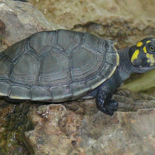 Reserva Extrativista do Rio Unini