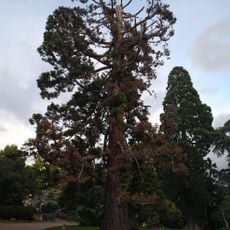 Albero