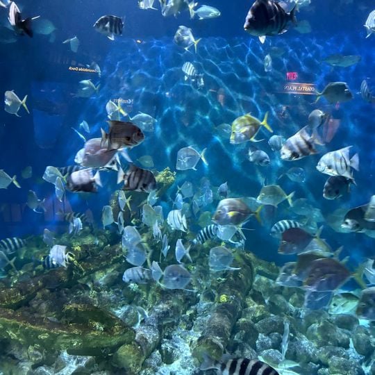 North Carolina Aquarium at Pine Knoll Shores