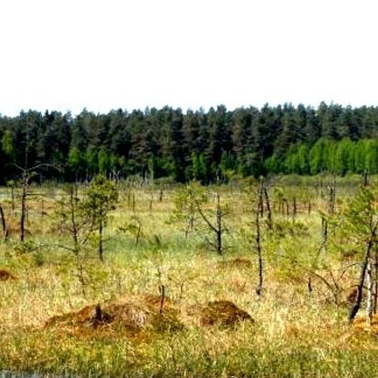 Nature reserve Torfowisko Zielin Miastecki