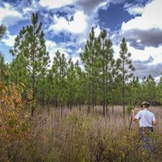 Kisatchie National Forest