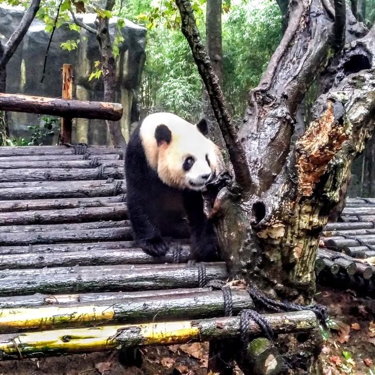 Panda-Basis Dujiangyan