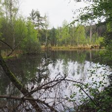 Moorwald am Pechfluss bei Medingen