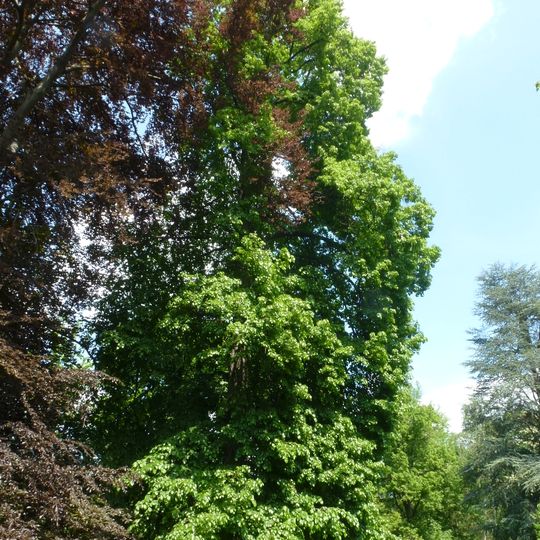 Sommer-Linde Wallotstraße 17a