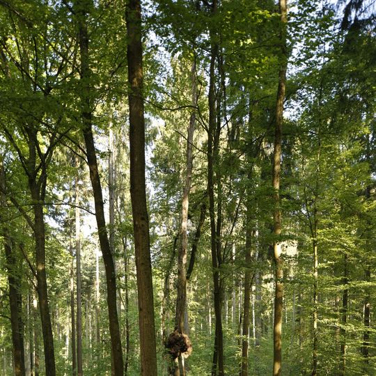 Rotbuche, genannt Kropfbüchle