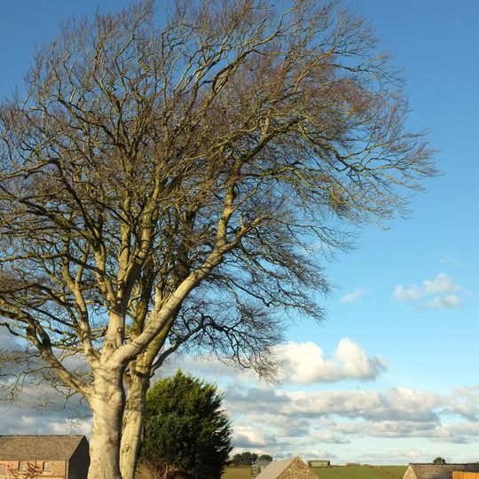 Length Of Kitchen Garden Wall Extending To South Of Eastleigh Manor House