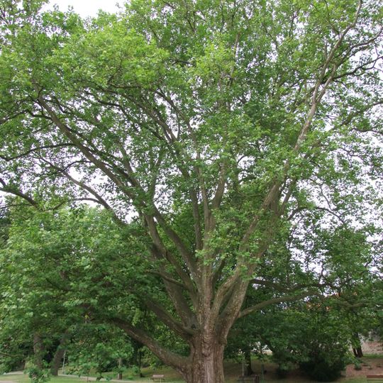 Platan ve Věžeckém parku