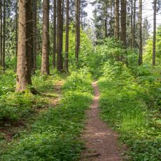 LSG-Paderborner und Bad Lippspringer Waelder