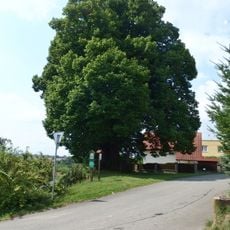 Lípa Jana Jiskry z Brandýsa